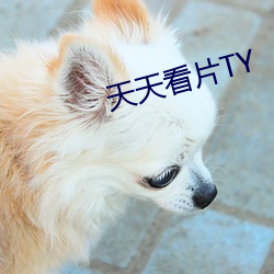 天(tiān)天看片TY