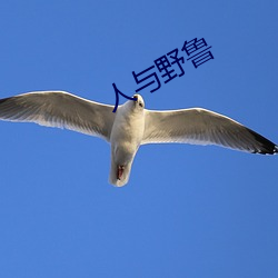 人与(yǔ)野鲁