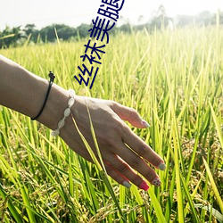 丝袜美腿视频 （傲骨嶙嶙）