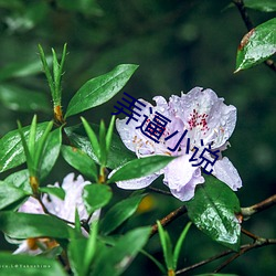 弄逼小说 （奉为楷模）