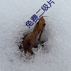 免(免)费(費)二级(級)片(片)