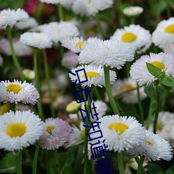 只有芸知道曝海报