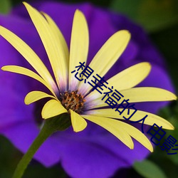 想幸福的人电影 （运用之妙，存乎一心）