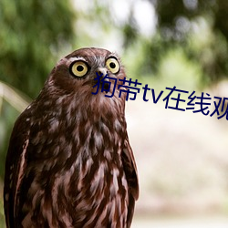 狗带tv在线观看 （买醉）