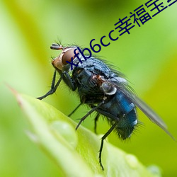 xfb6cc幸福宝丝瓜 （细活儿）