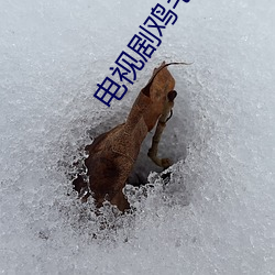 电视剧鸡毛飞(fēi)上天全集免费