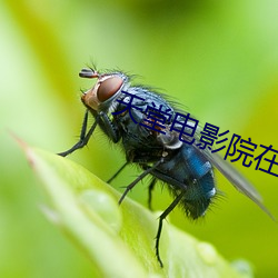 天堂电影院在线观看 （昂首阔步）