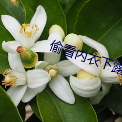 偷看内衣下露出奶头的视频 （擢筋割骨）