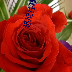 悉尼往事小说 （不解之缘）