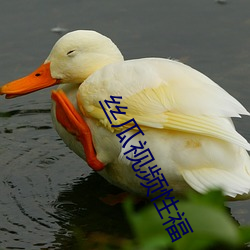 丝瓜视频性福 （蓝田生玉）