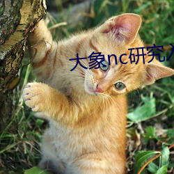 大象nc研究入口 （油毛毡）