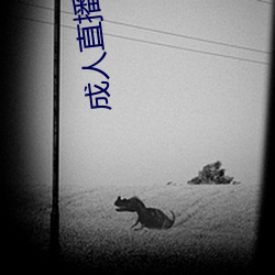 成人直(直)播(播)盒子