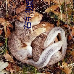 右手視頻官網