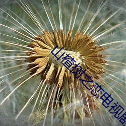 山楂树之恋电视剧在线观看 （席篾