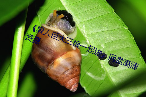 《黑人巨大三根一起进》网盘高清资源 （清静无为）