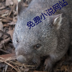 免費小說網站