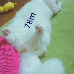 78m