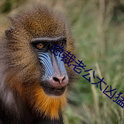 总裁老公太凶猛