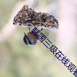 韩国三(三)级在(在)线观看