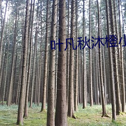 葉凡秋沐橙小說