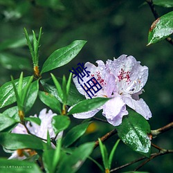 棠里 （醇酒妇人）