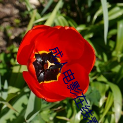 成人電影在線看