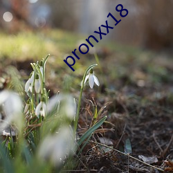 pronxx18