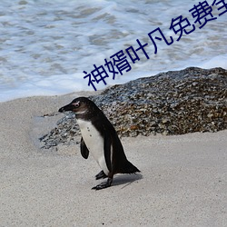 神婿叶凡免费全文阅读 翻胃）