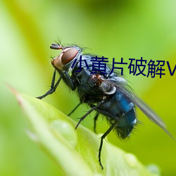 小黃片破解VIP版下載(暫未上線)