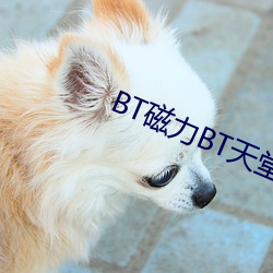 BT磁力BT天堂