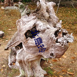 北(běi)島(dǎo)玲