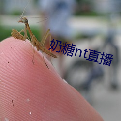 奶糖nt直播