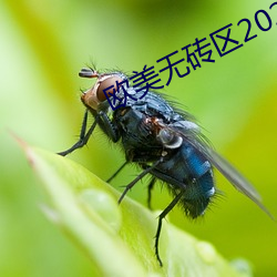 欧美无砖区2021视频在线 （涤地无类）