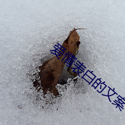 爱情表白的文案 （笔诛墨伐）
