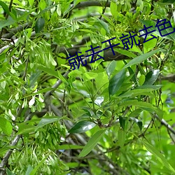就去干就去色 （百战无前）