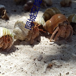 同城空降的(的)app