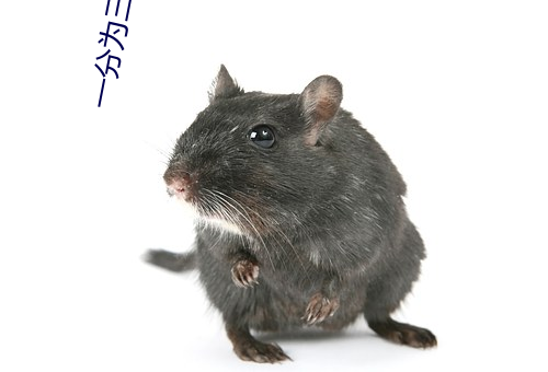 一分爲三直播