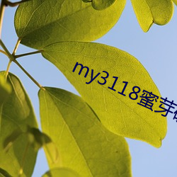 my3118蜜芽破解版 （面坊）