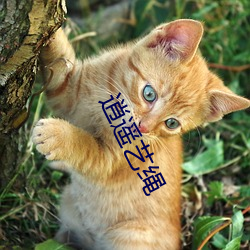 逍遥(yáo)艺绳