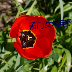 杨门女将电影