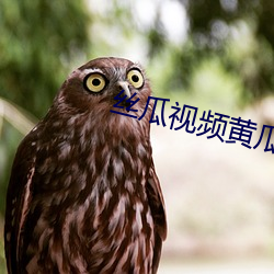 丝瓜视频黄瓜视频