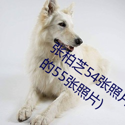 &#x65E5;&#26412;&#x5A07;&#23567;XXX&#8553;HD&#x6C47;&#38598;&#x5404;&#31867;&#x578B;&#20027;&#x64AD;-&#x6781;&#21697;&#x4FEE;&#30495;&#x5F3A;&#23569;