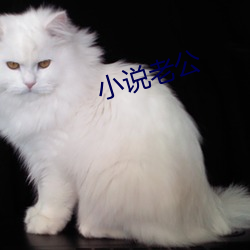 小说老公