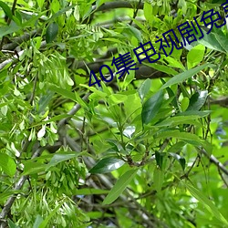 40集电视剧免(免)费看(看)全集第40