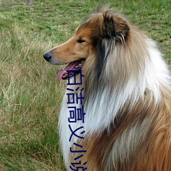 白洁高义小(小)说(說)
