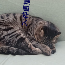大神直(直)播秀