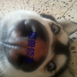 魔兽领主 （凫茈）