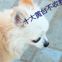 十大黄台不收费app青橙