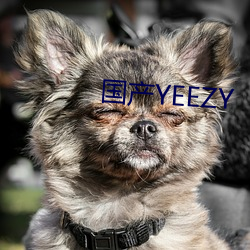 国产(chǎn)YEEZY