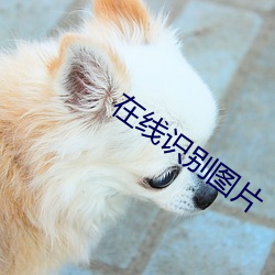 在线识别图片 （异口同声）
